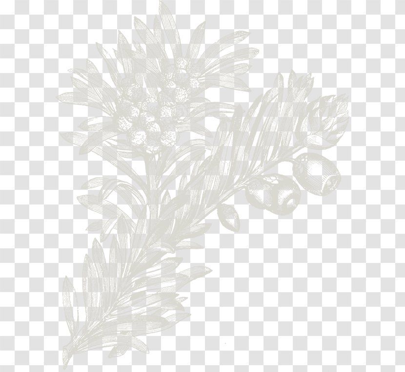 White Flowering Plant Wallpaper - Petal - Gravure Transparent PNG