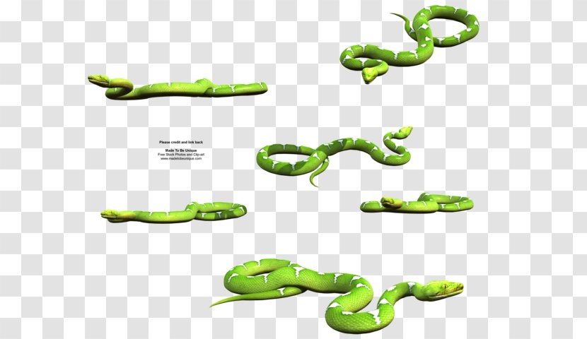 Snake Eastern Green Mamba Tree Python Reptile Transparent PNG