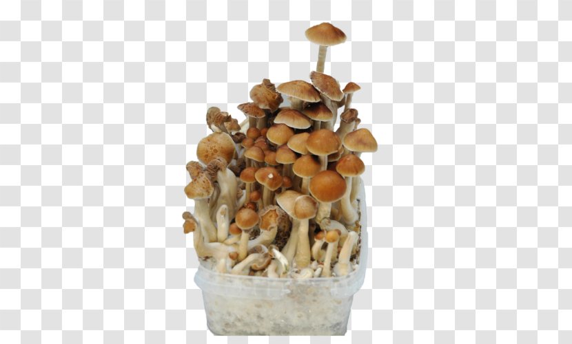 Shiitake Bread Mushroom Fungus Cultivar Transparent PNG