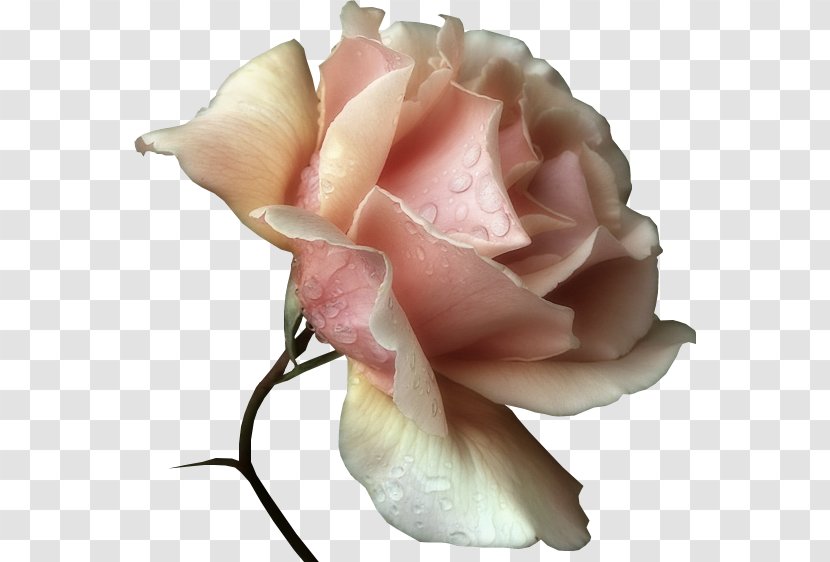 Garden Roses Cabbage Rose Floribunda Forum Cut Flowers - Petal Transparent PNG