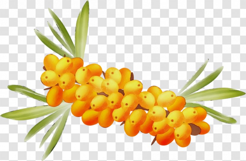 Hippophae Plant Fruit Flower Natural Foods - Food Transparent PNG