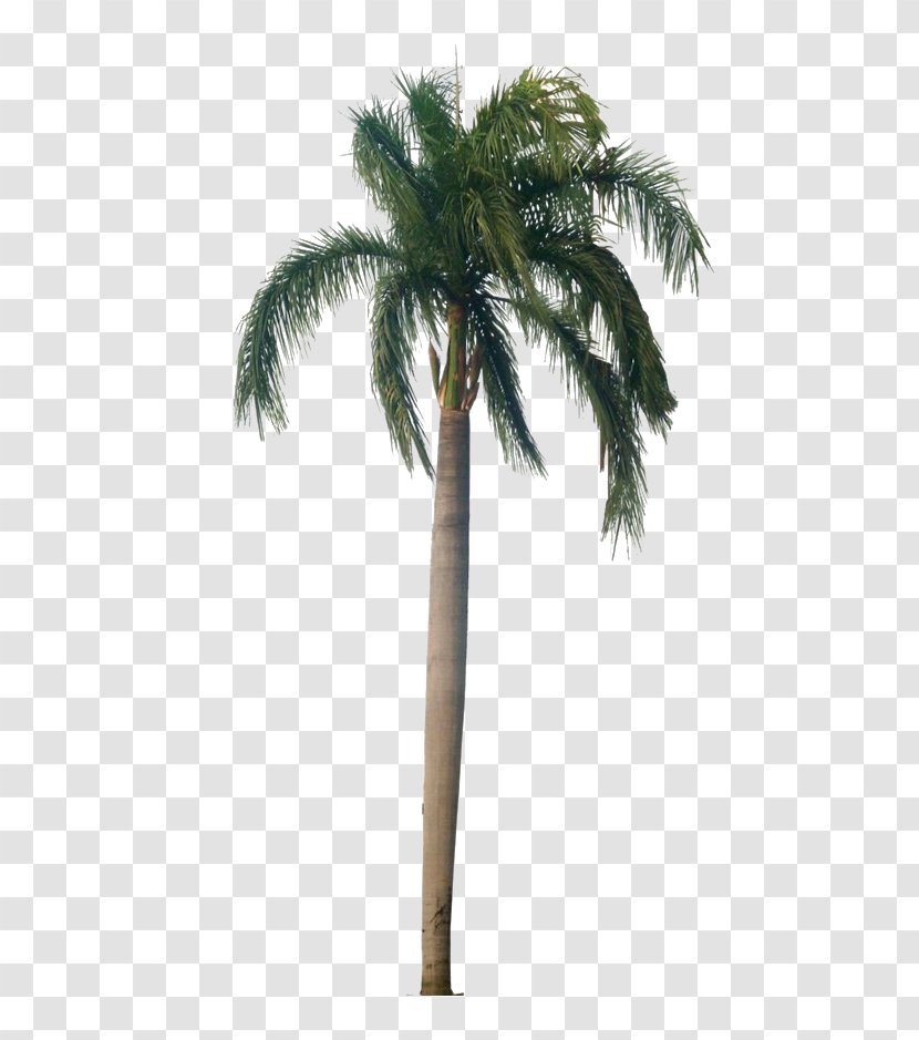 Palm Tree - Coconut Elaeis Transparent PNG
