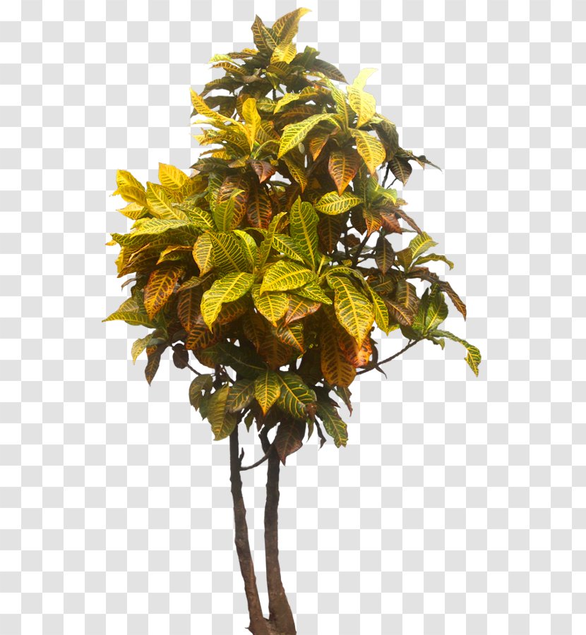 Plant Tree Ptychosperma Garden Croton Shrub - Variegation - Tropical Transparent PNG