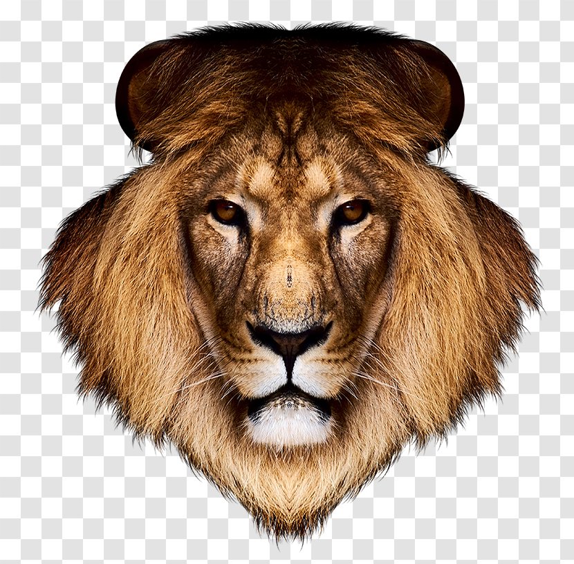 Lion Desktop Wallpaper Tiger - Terrestrial Animal Transparent PNG