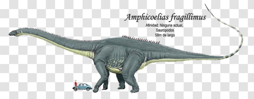 Amphicoelias Apatosaurus Brontosaurus Dinosaur Triceratops - Late Jurassic Transparent PNG