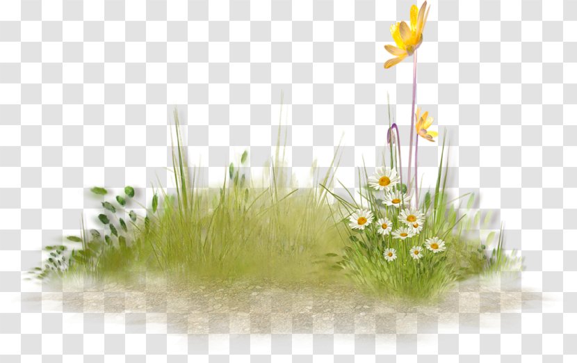 Polyvore Flower Autumn - Printemps - Grass Family Transparent PNG