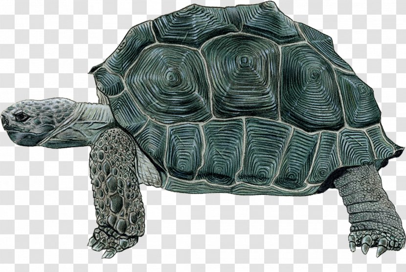 Sea Turtle Background - Terrapin - Gopher Tortoise Transparent PNG