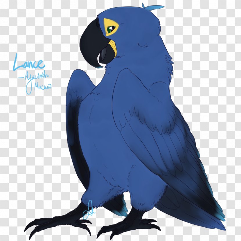 Macaw Parakeet Beak Cobalt Blue Feather - Fauna Transparent PNG