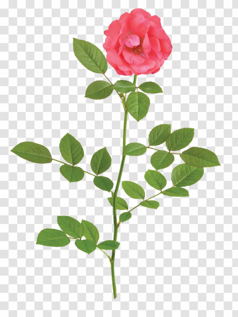 Garden Roses Stock Photography Clip Art Illustration - Leaf - Rose Transparent PNG