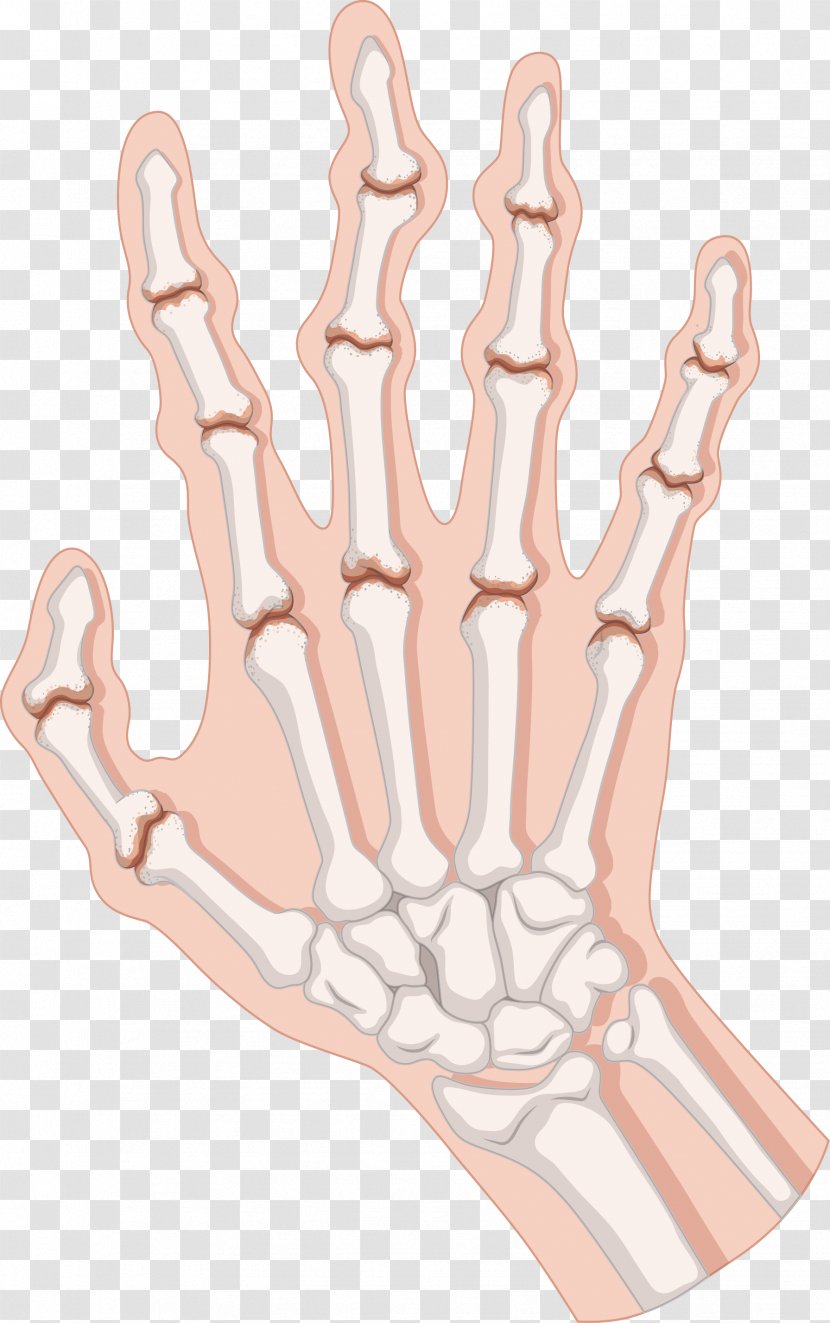 Rheumatoid Arthritis Clip Art - Frame - Body Palm Bones Transparent PNG