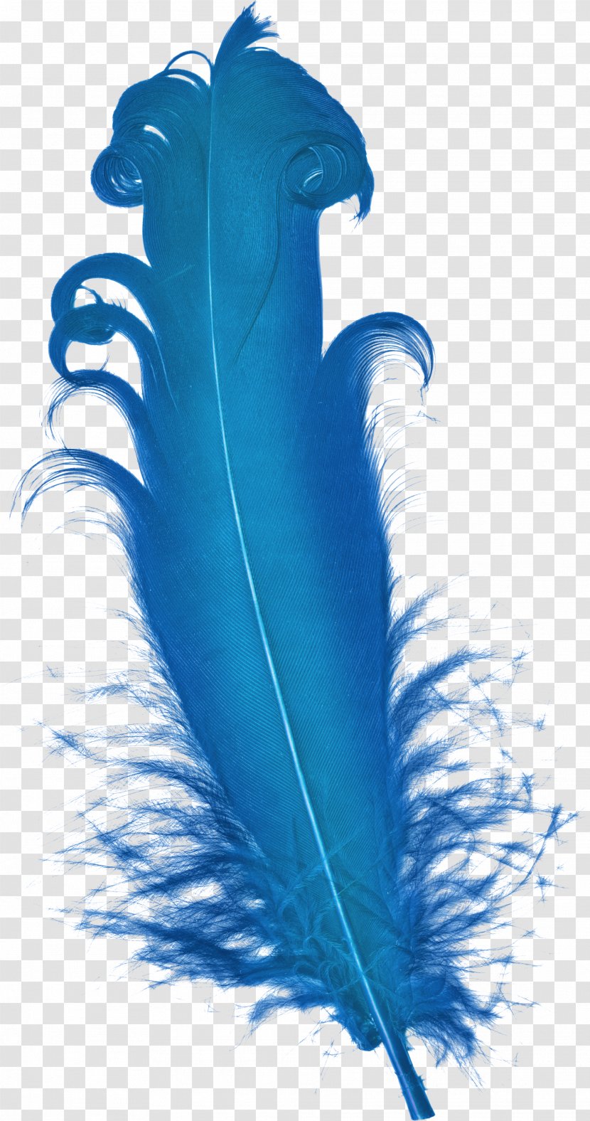 Feather Blue Plumage - Peafowl - Clip Transparent PNG