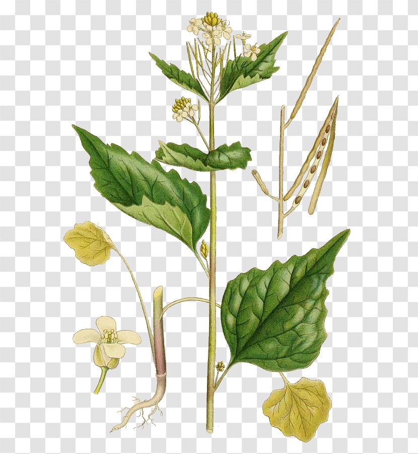 Garlic Mustard Biennial Plant Botany Silique - Bronchial Asthma Transparent PNG