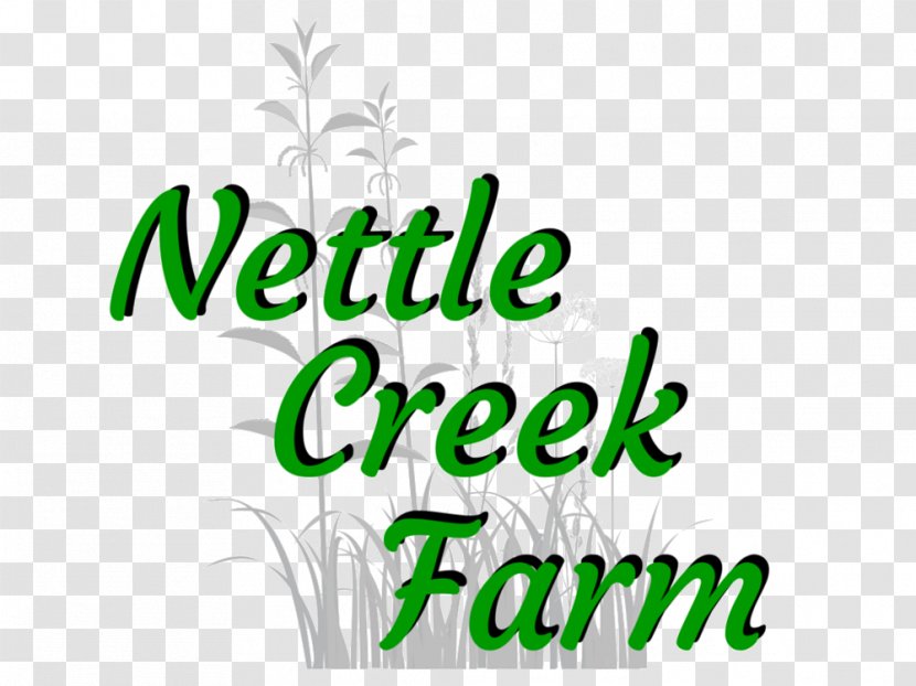 Chicken 1 Corinthians 15 Common Nettle Herb Food - Leaf Transparent PNG