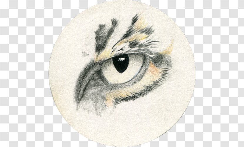 Owl Drawing Realism Sketch - Bird Transparent PNG