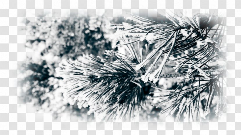 Pine Snow High-definition Television Desktop Wallpaper 1080p - Winter Transparent PNG