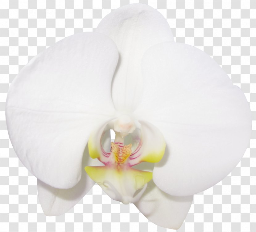 Moth Orchids Flower Clip Art - Vanilla Cliparts Transparent PNG