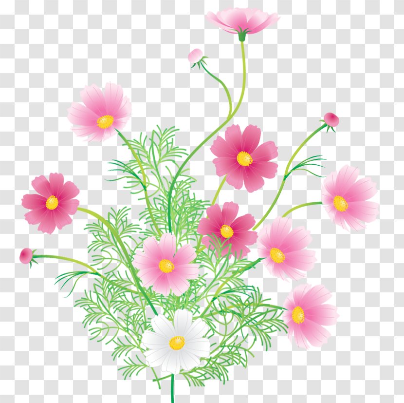 Argyranthemum Frutescens Floral Design Roman Chamomile Wildflower Herbaceous Plant - Floristry Transparent PNG
