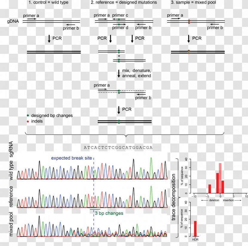 Indel CRISPR Template Résumé Nucleic Acid Sequence - Crispr Transparent PNG
