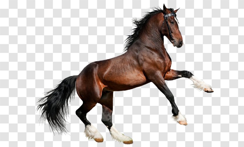 Arabian Horse Clydesdale Akhal-Teke Friesian American Quarter - Mustang - Sorrel Transparent PNG