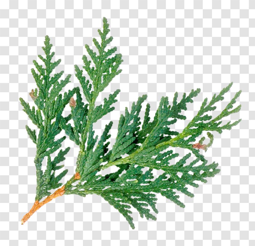 Arborvitae Cedar Wood Evergreen Juniperus Virginiana Western Red-cedar - Leaf - Tree Transparent PNG
