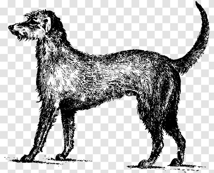 Irish Wolfhound Puppy Setter Gordon Clip Art - Tshirt Transparent PNG