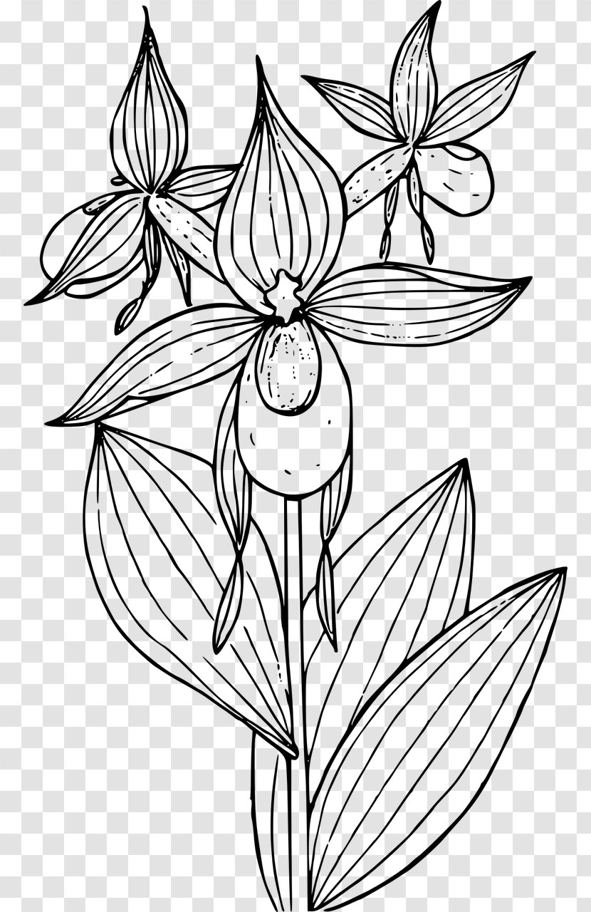 Showy Lady's Slippers Cypripedium Montanum Coloring Book Lady's-slipper - Flora - Phalaenopsis Transparent PNG