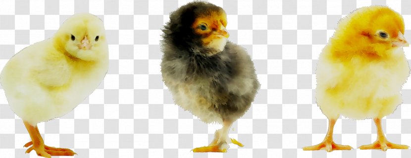 Chicken Stock Photography Royalty-free Shutterstock Depositphotos - Digital Image - Livestock Transparent PNG