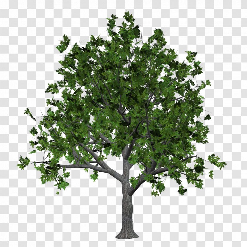Tree Clip Art - Branch - Free Trees To Pull Material Transparent PNG