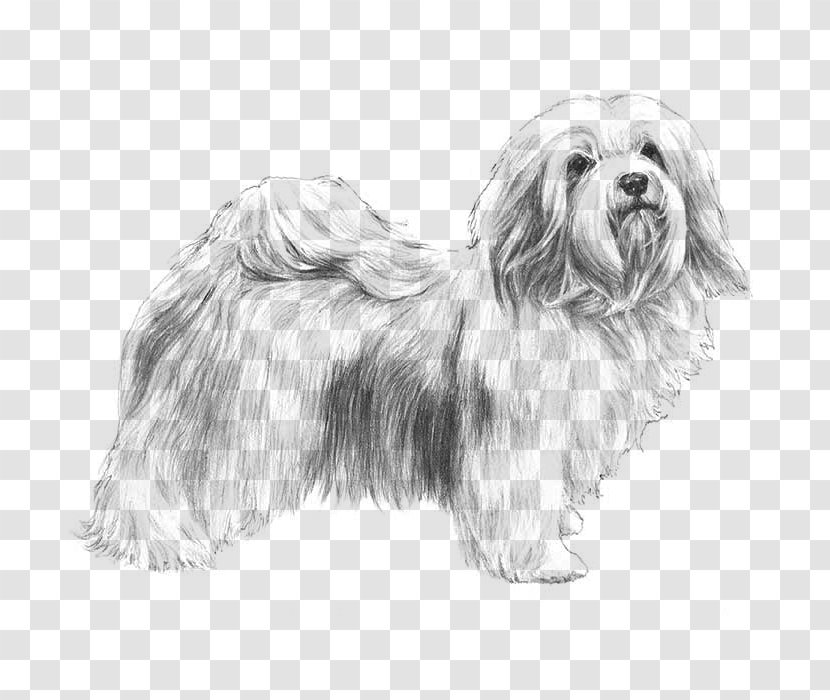 Havanese Dog Puppy Jack Russell Terrier American Kennel Club Coloring Book - Maltese Shih Tzu Transparent PNG