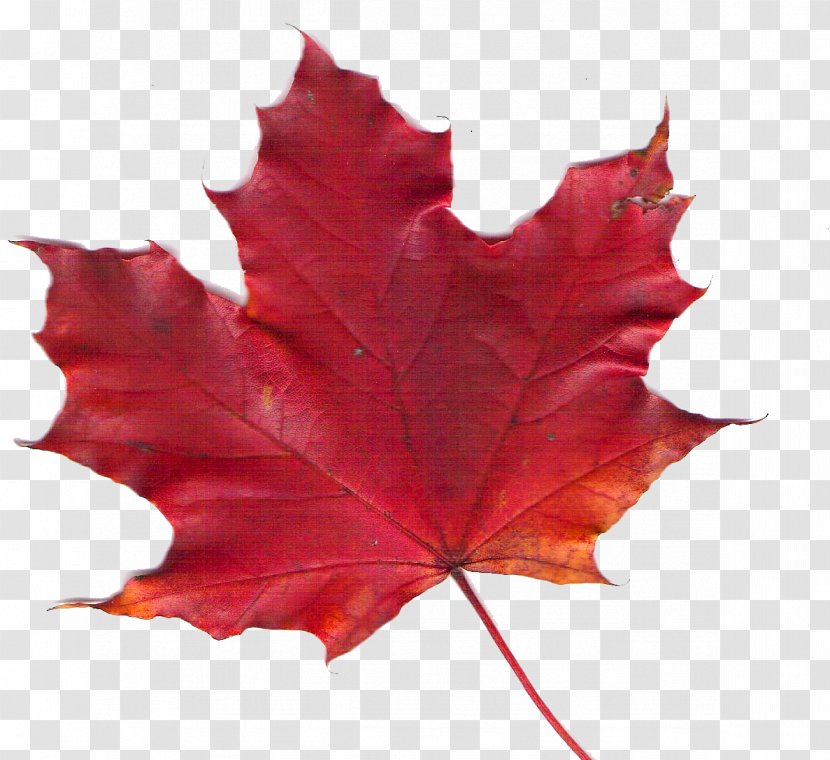 Canadiana Inn Maple Leaf, Toronto Motel Room - Heart - Canada Leaf Transparent PNG