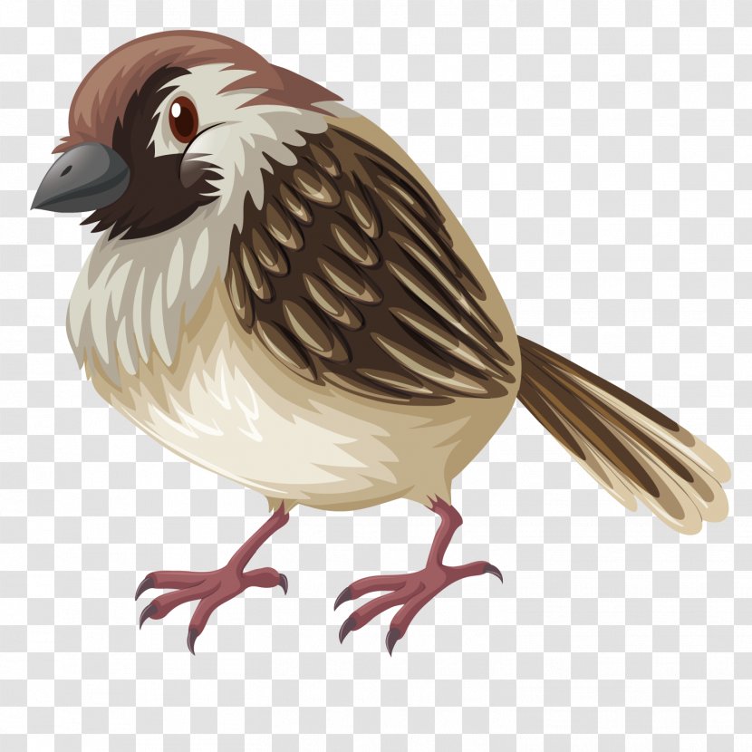 Bird Sparrow Drawing Illustration - Galliformes - Vector Small Transparent PNG