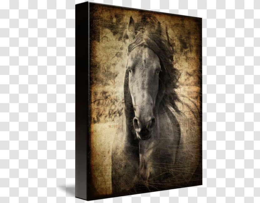Friesian Horse Mustang Stallion Mane Pony - Snout Transparent PNG