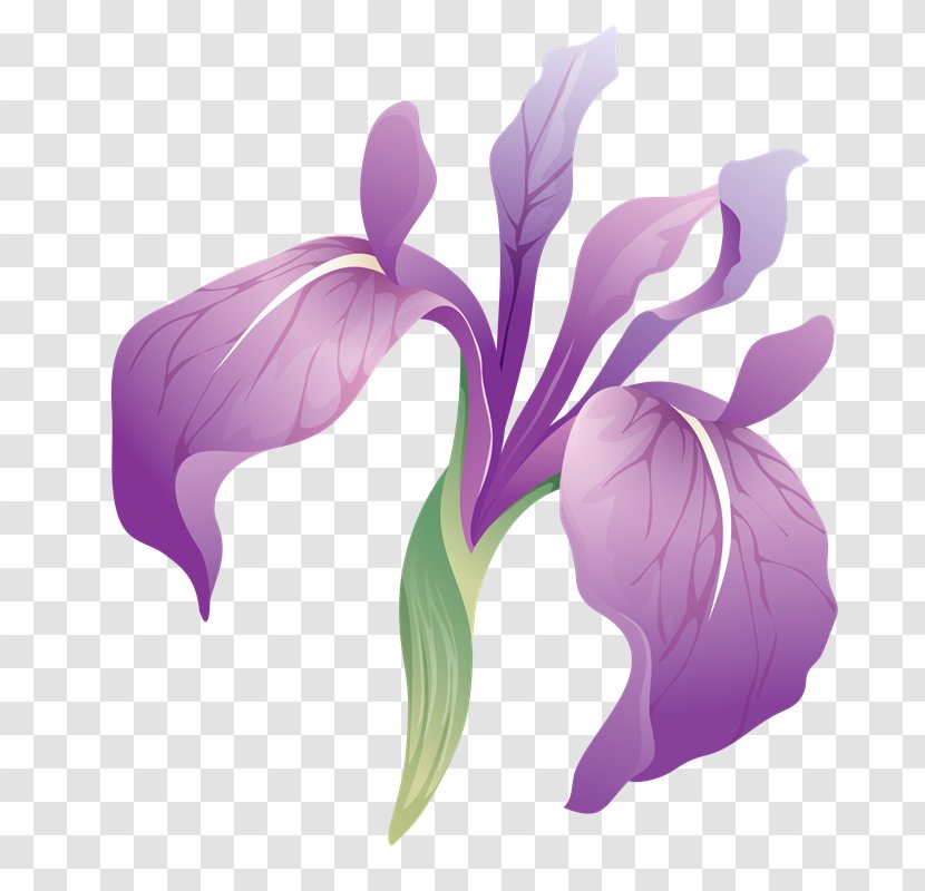 Irises PhotoScape Adobe Photoshop GIMP Flower - Cut Flowers - Iris Breeding Transparent PNG