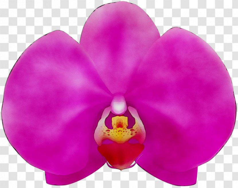 Moth Orchids Pink M Close-up - Dendrobium - Perennial Plant Transparent PNG