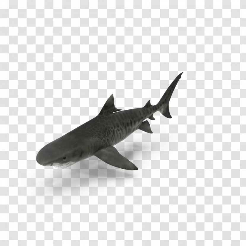 Shark Predator Benthic Zone Predation - Seabed - Sharks Transparent PNG