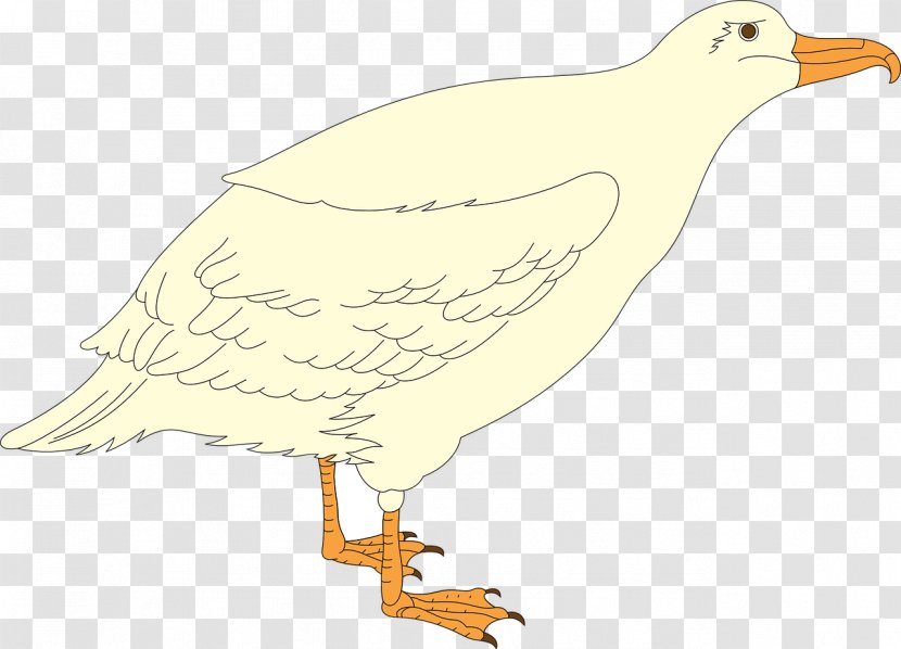 European Herring Gull Seabird Shorebirds Clip Art - Beak Transparent PNG