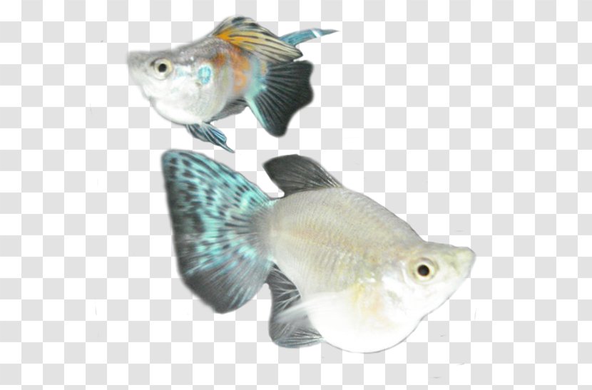 Ornamental Fish Goldfish Common Molly Aquariums - Freshwater Angelfish Transparent PNG