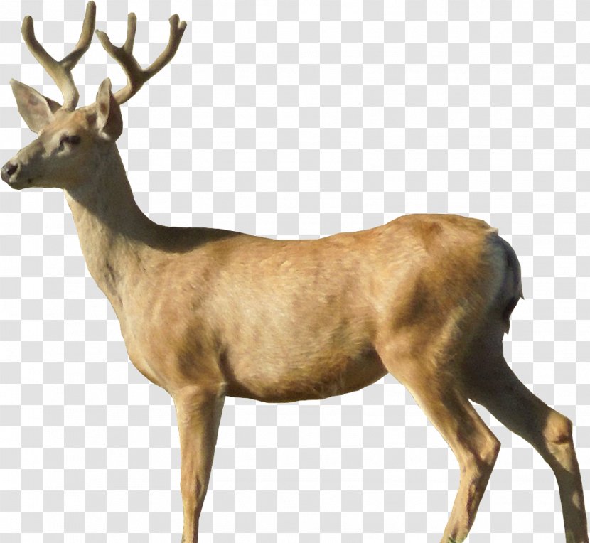 White-tailed Deer Clip Art - Roe - Christmas Transparent PNG