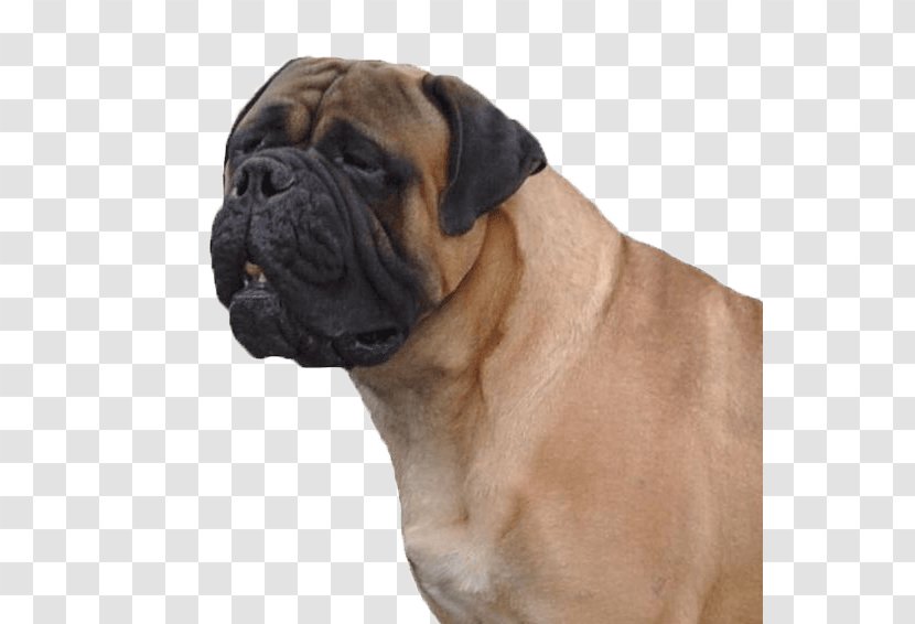 Bullmastiff Boerboel Dorset Olde Tyme Bulldogge Dog Breed - Bulldog Transparent PNG