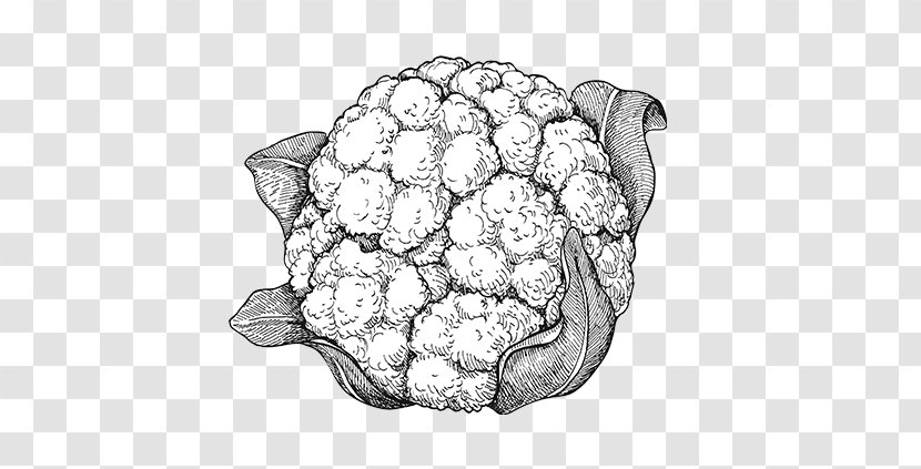 Drawing Vegetarian Cuisine Cauliflower Vegetable - Frame Transparent PNG