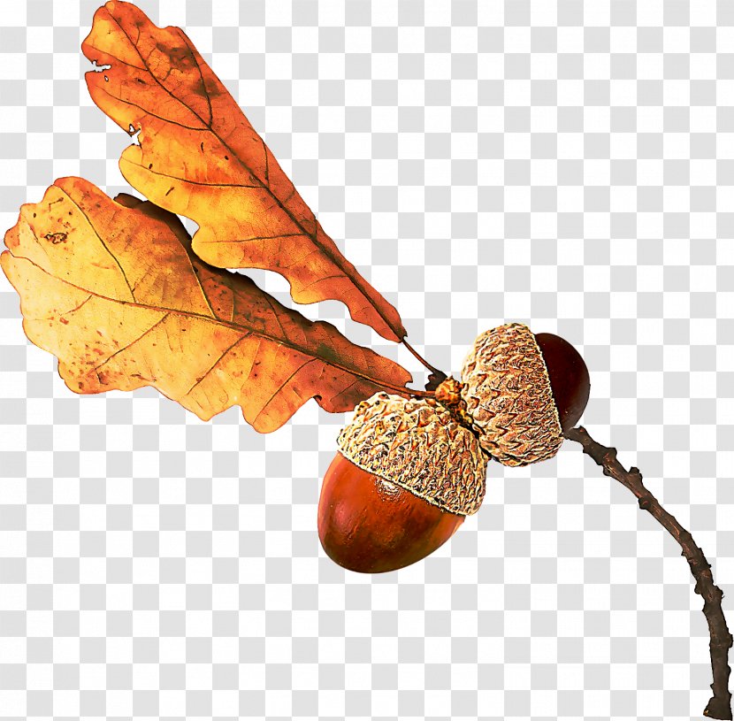 Leaf Tree Acorn Plant Nut - Twig - Pine Family Transparent PNG