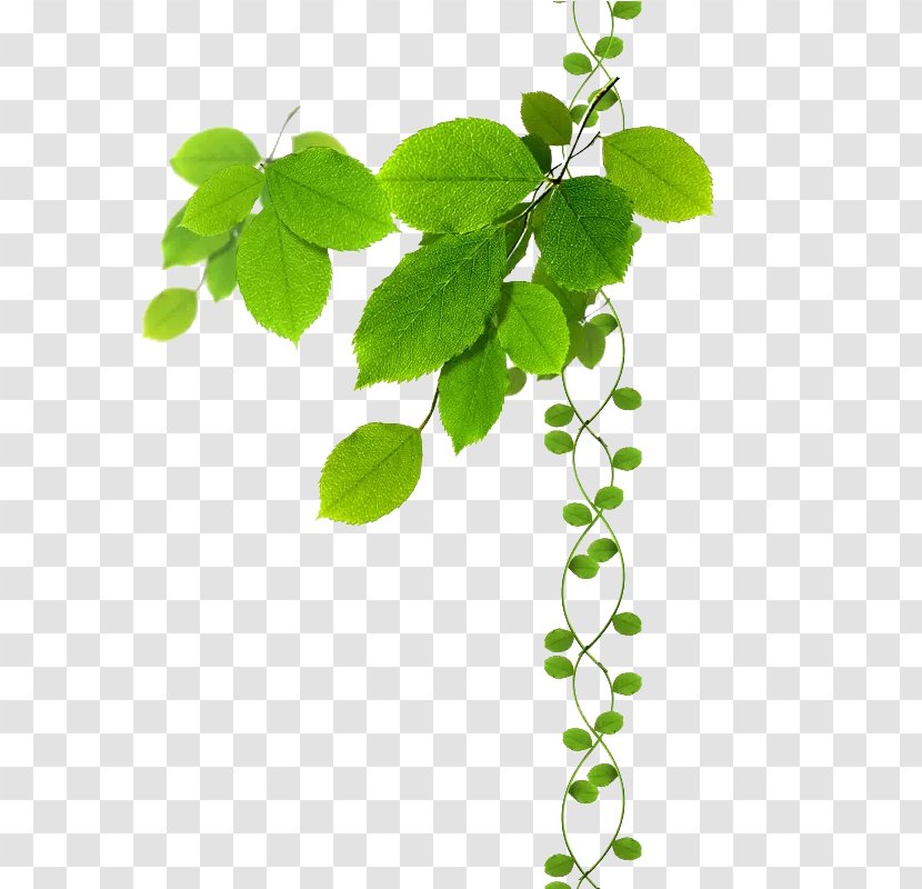 Branch Clip Art Image Leaf - Vine - Green Plants Transparent PNG