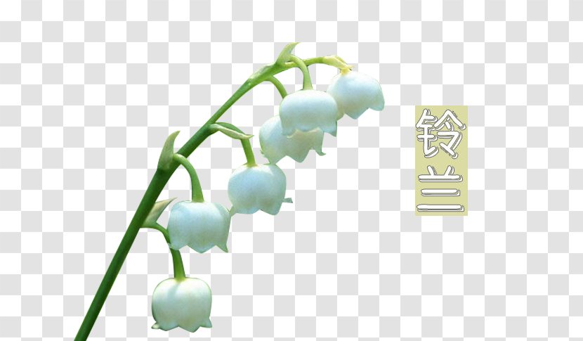 Lily Of The Valley Wallpaper - Organism - White Transparent PNG