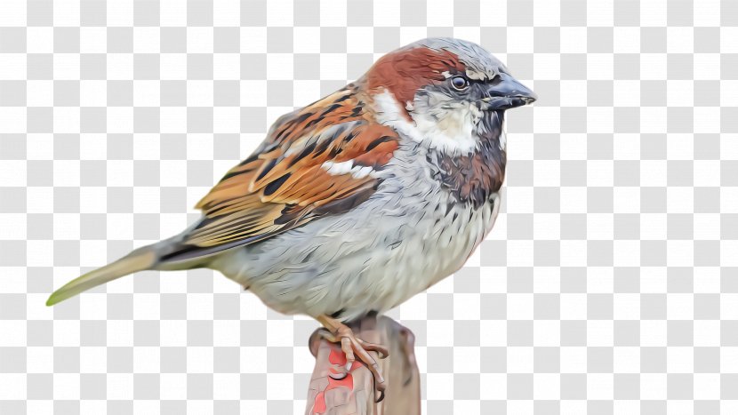 Bird House Sparrow Swamp Beak - Chipping - Song Perching Transparent PNG