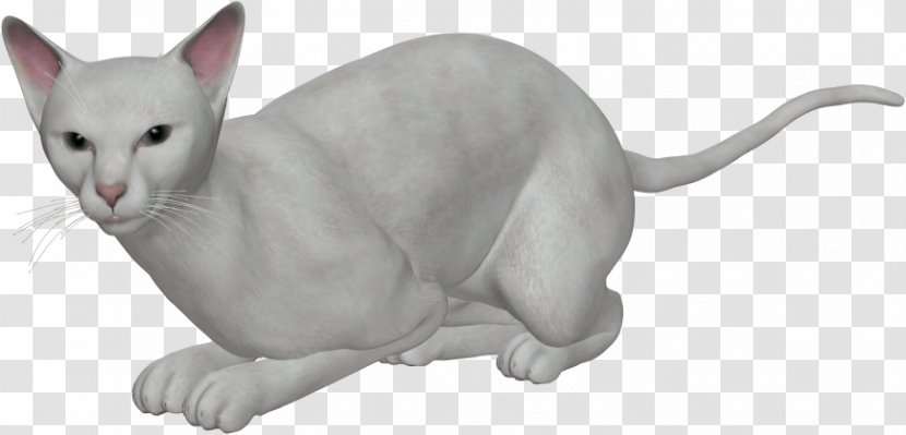 Ukrainian Levkoy Tonkinese Cat Domestic Short-haired Whiskers - Short Haired - White Transparent PNG