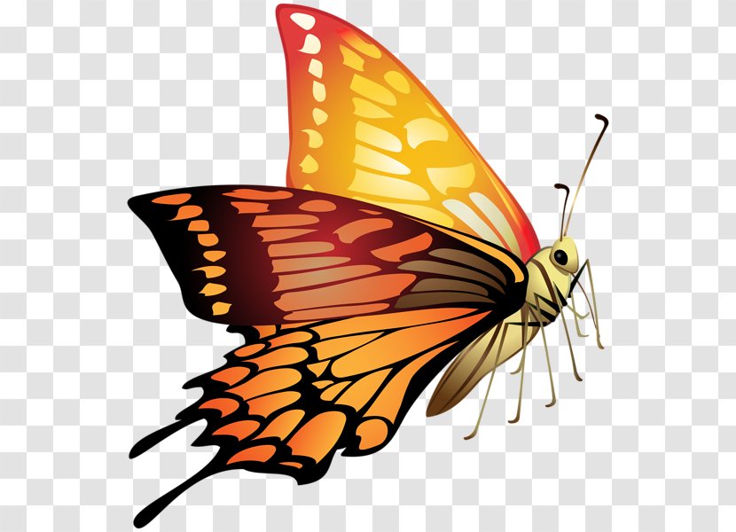 Butterfly Image Clip Art Flower - Lepidoptera - Exotic Transparent PNG