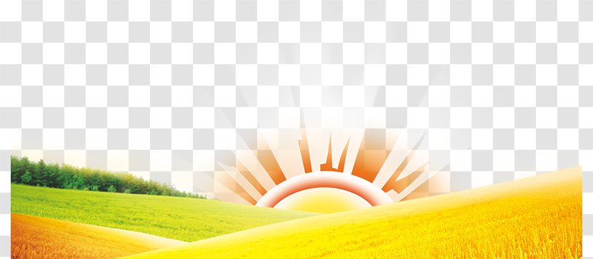 Energy Sunlight Yellow - Golden Wheat Field Transparent PNG