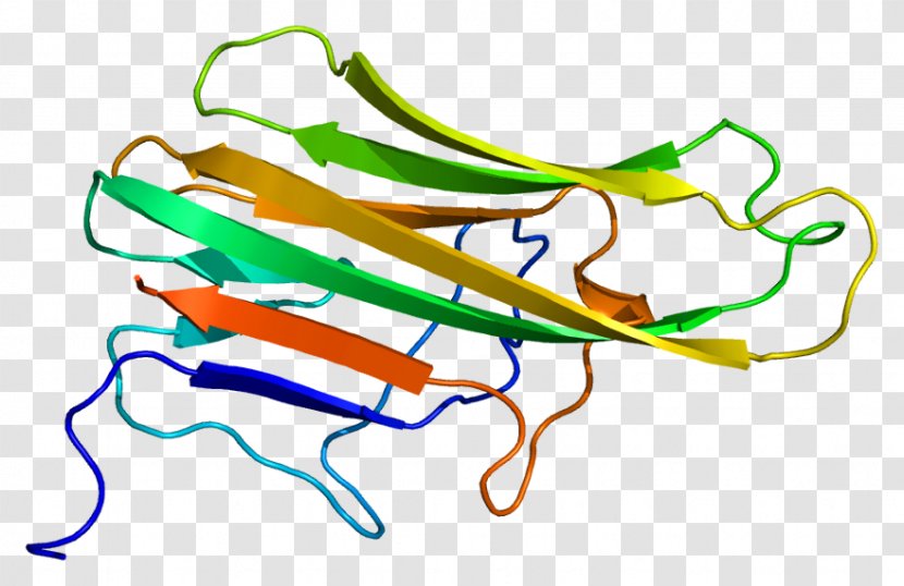 CD154 CD40 Protein Tumor Necrosis Factor Superfamily Ligand - Area - Tnf Receptor Transparent PNG