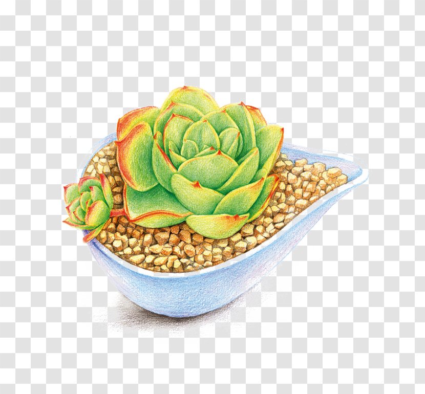 Cartoon Succulent Plant Animation Illustration - Designer - Lotus Transparent PNG