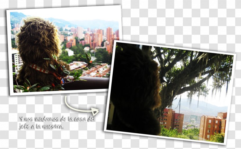 Advertising Picture Frames Video - Chewie Transparent PNG